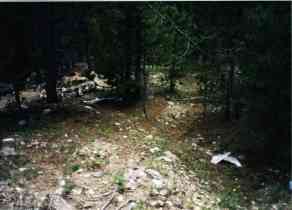 chips of debris in pine woods